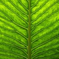 leaf,  