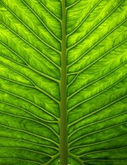  leaf,   - ,   