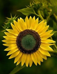  sunflower,  - ,   