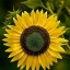 sunflower,   