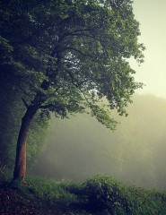 картинка туман, лес, дерево - , для мобильного телефона