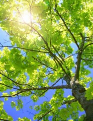 картинка зеленая ажурная листва - , для мобильного телефона