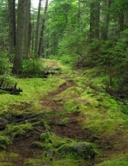 картинка лес, зеленый мох - , для мобильного телефона
