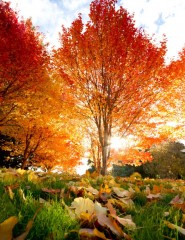  , autumn - ,   