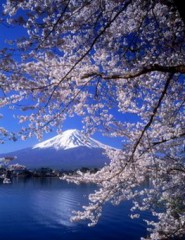 картинка сакура, горы, море - , для мобильного телефона