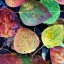 Разноцветные листья на телефон