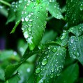 картинка для сотового телефона "Трава листья"