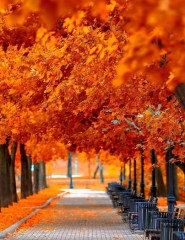  , , autumn, trees - ,   