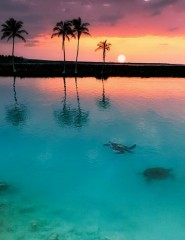 картинка красиво, пальмы, рай, океан - , для мобильного телефона