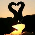 картинки Любовь царит и в мире животных для телефона