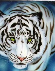 картинка рисунок белый тигр - , для мобильного телефона