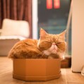 картинки кот в коробке спит для телефона