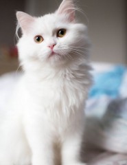  , white cat - ,   