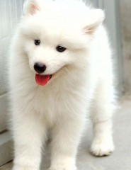   , white dog - ,   