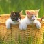 Kittens  