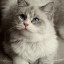 blue eyed kitty,   