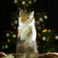 картинки котенок, рождество для телефона