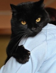   , black cat - ,   