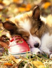 картинка Осенний сон - На осеннем лугу на опавших листьях спит собака бело-коричневого окраса, под головой которой лежит красный ботинок, для мобильного телефона