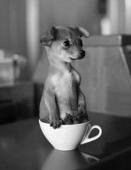  , puppy in a cup - ,   