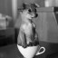 , puppy in a cup  