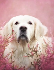 картинка собака, цветы - , для мобильного телефона