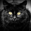 картинки черный кот! для телефона