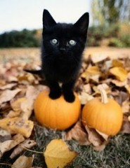картинка черный котенок и тыквы - , для мобильного телефона