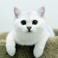     ", White British Cat"
