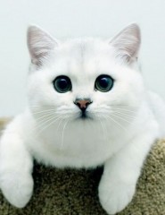  , White British Cat - ,   