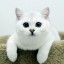 , White British Cat  