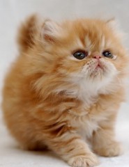  Cute_Cat - ,   