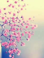  pink flower,  - ,   