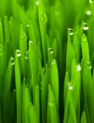 картинка зеленая, зеленая трава - , для мобильного телефона
