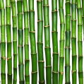 картинки бамбук, фон для телефона