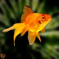 картинка для сотового телефона "аквариумная золотая рыбка"