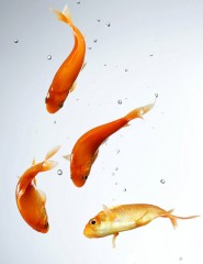 картинка золотые рыбки - , для мобильного телефона