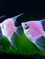 картинка Розовые рыбы - Представители водного мира настолько разнообразны и совершенны, что еще раз доказывают безграничность природы., для мобильного телефона