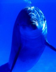   / Dolphin - ,   
