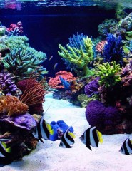 картинка Морские рифы и рыбки - Красивый и загадочный подводный мир приоткрывает завесу своих тайн. Рифы и экзотические рыбки удивляют многообразием красок., для мобильного телефона