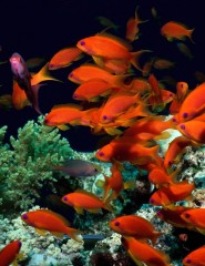 картинка красные рыбки - большое количество рыбок на дне Атлантического  океана, краса которую нужно увидеть., для мобильного телефона
