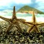 Морские звезды на пляже на телефон