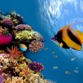 картинки подводный мир, рыбки для телефона
