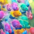 картинки Разноцветные радужные рыбки для телефона