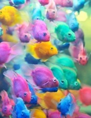 картинка Разноцветные радужные рыбки - , для мобильного телефона