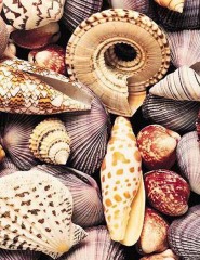 картинка Красивые ракушки - Собрание прекрасных даров морей и океанов всевозможных цветов, размеров и форм вместе, для мобильного телефона