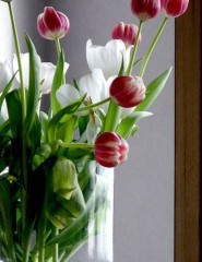 картинка цветочки, тюльпаны - , для мобильного телефона